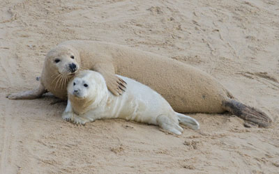 Mum and pup in the wild