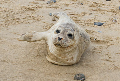 Common Seal Pup