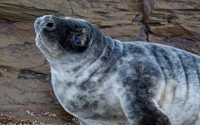 Whitecoat Seal Pup