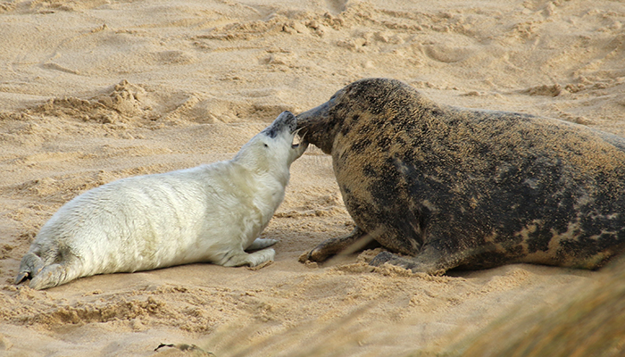 Save Our Seals